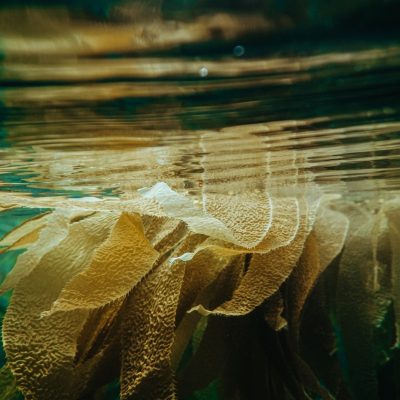seaweed-bochery